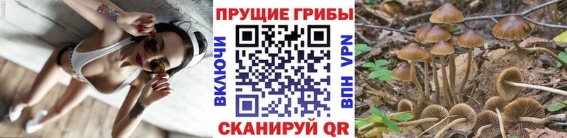 закладка  Мытищи  Псилоцибиновые грибы Cubensis 